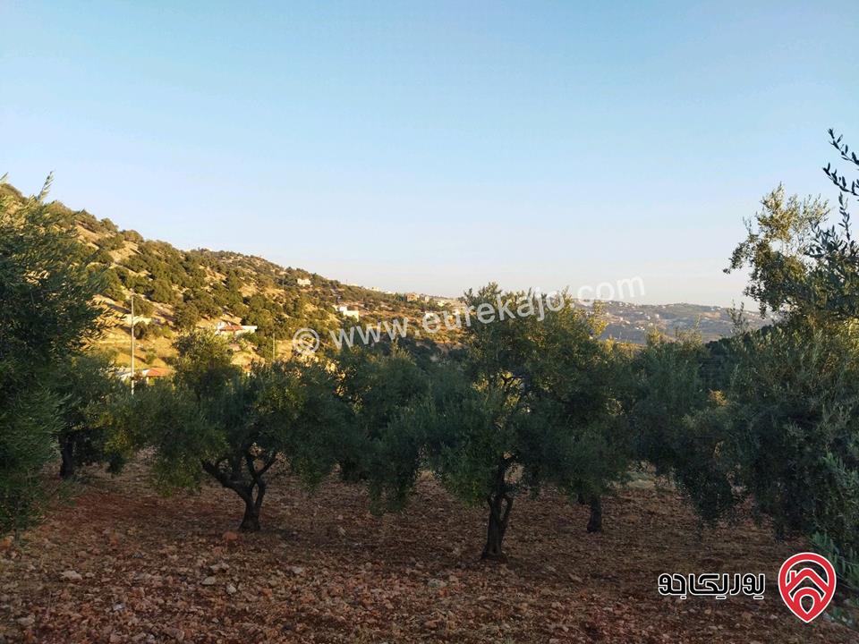 قطعة أرض مساحة 623م للبيع في عمان - بدر الجديدة عمان الغربية تصلح للعمار ويحتوي اشجار زيتون مطلة على الجهة الجنوبية