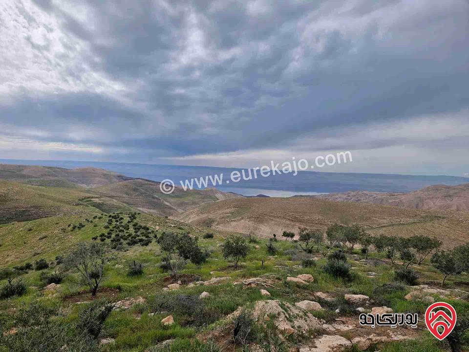 مزرعة زيتون ذات اطلالة رائعة بإتجاه الغرب (البحر الميت) مساحة 23 دونم للبيع في مأدبا