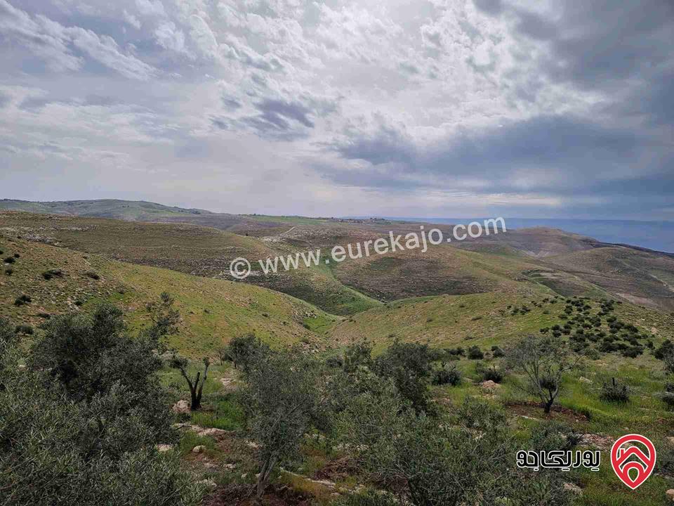 مزرعة زيتون ذات اطلالة رائعة بإتجاه الغرب (البحر الميت) مساحة 23 دونم للبيع في مأدبا