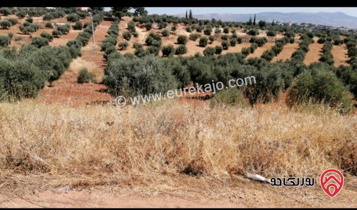 قطعة أرض مساحة 5500م للبيع في السلط - الصبيحي ميسرة مزروعة زيتون بالكامل 