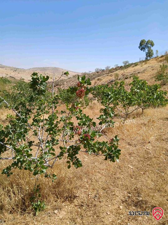 مزرعة فستق حلبي مساحة 4000م للبيع في الزرقاء - بيرين