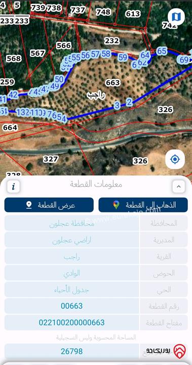 قطعة ارض زراعية مساحة 4 دونم للبيع في عجلون راجب مزروعة زيتون كامل بسعر ممتاز