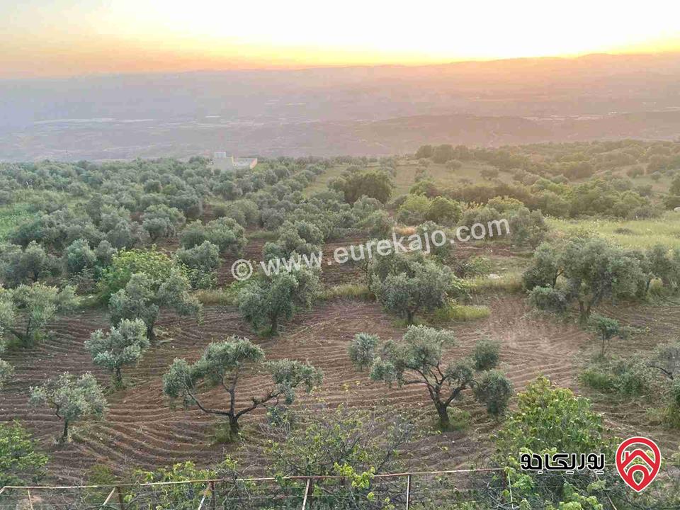 مزرعة مساحة 5500م للبيع في السلط مطلة على جبال فلسطين