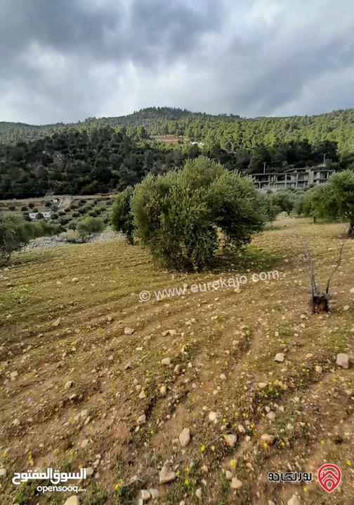 ارض مساحة 5 دونم للبيع في جرش - دبين مطلة سياحية جدا وبسعر مغري 