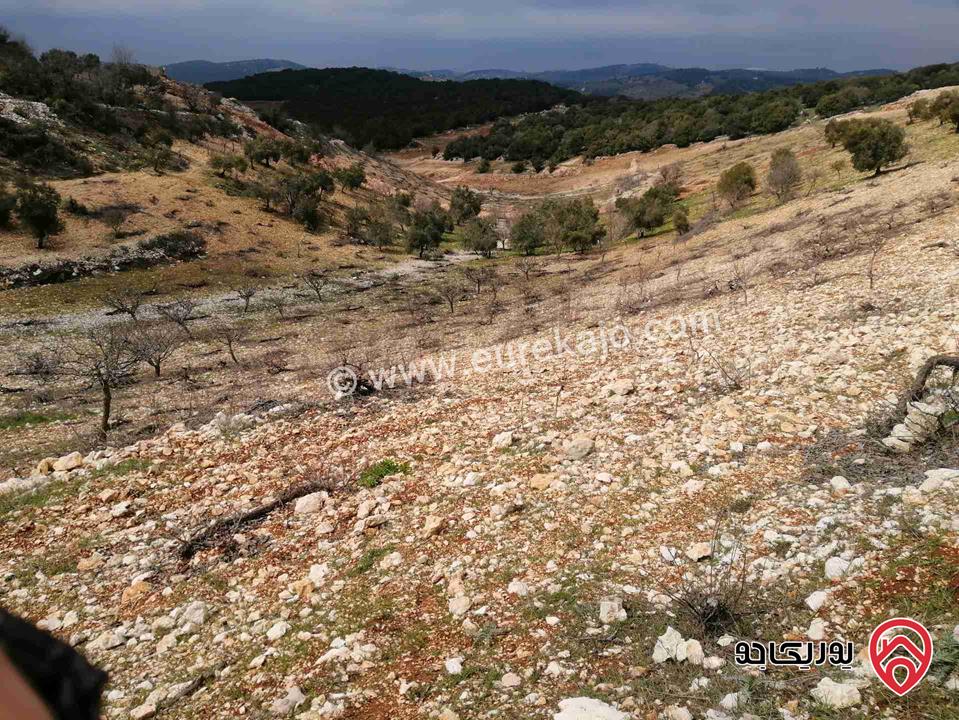 أرض مساحة 15200م للبيع في عجلون قرية عين جنا