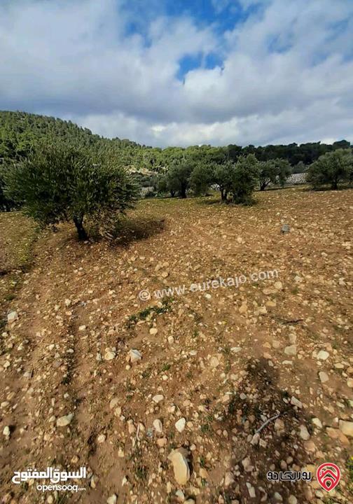 ارض مساحة 5 دونم للبيع في جرش - دبين مطلة سياحية جدا وبسعر مغري 