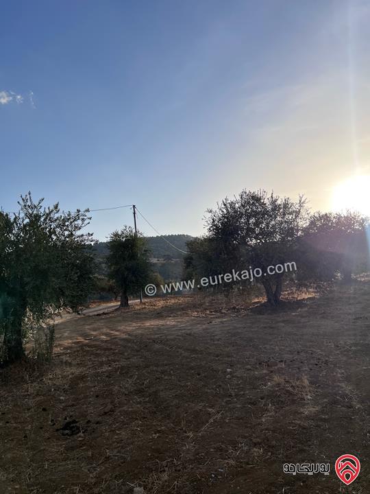 مزرعة مساحة الأرض 6 دونم و 500م للبيع في جرش منطقة جمله قريبة من محمية دبين اطلاله جميلة جداً وسعر حرق وربنا يبارك لصاحب النصيب