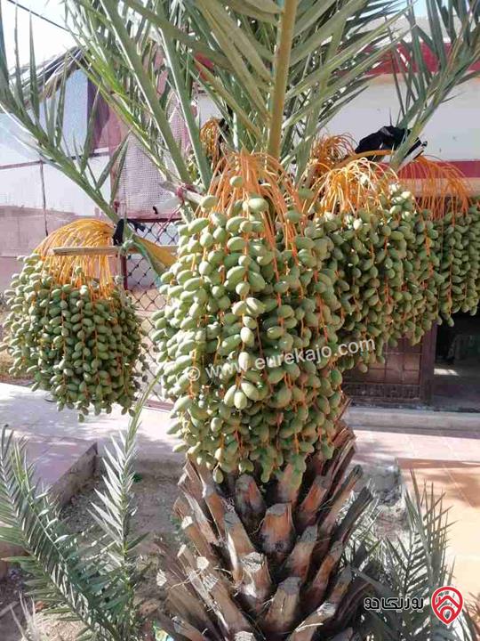 مزرعة مساحة الأرض 2 دونم و البناء 150م للبيع في البحر الميت - الرامة