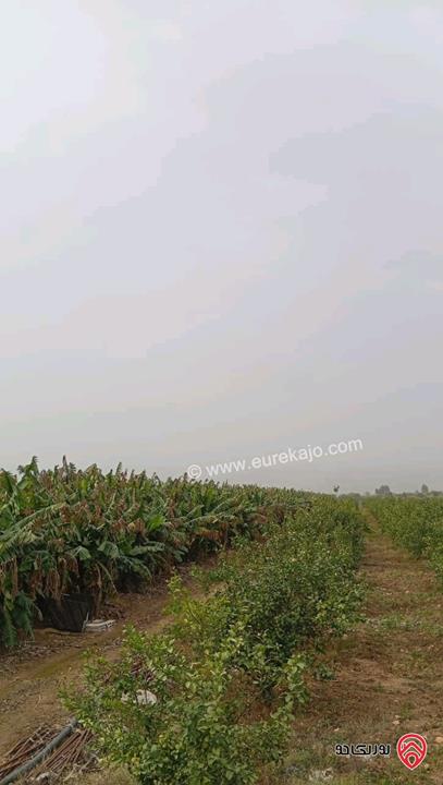 قطعة ارض مساحة 3 دونم و 400م للبيع في اربد - الأغوار الشمالية 