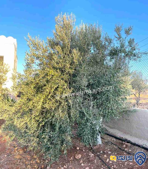 مزرعة في القنية اطلالة عاليه وخلابه مشجرة بالاشجار المثمرة بمساحة 6800م