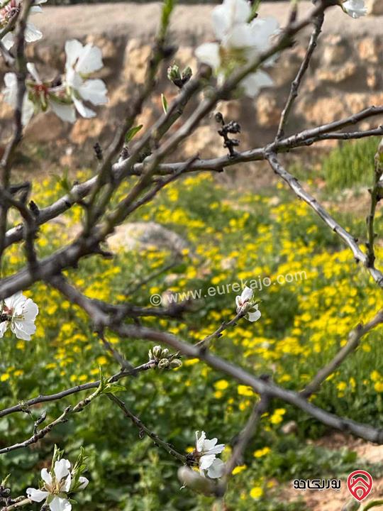 ارض مساحة 4500م للبيع في عمان - عراق الامير 