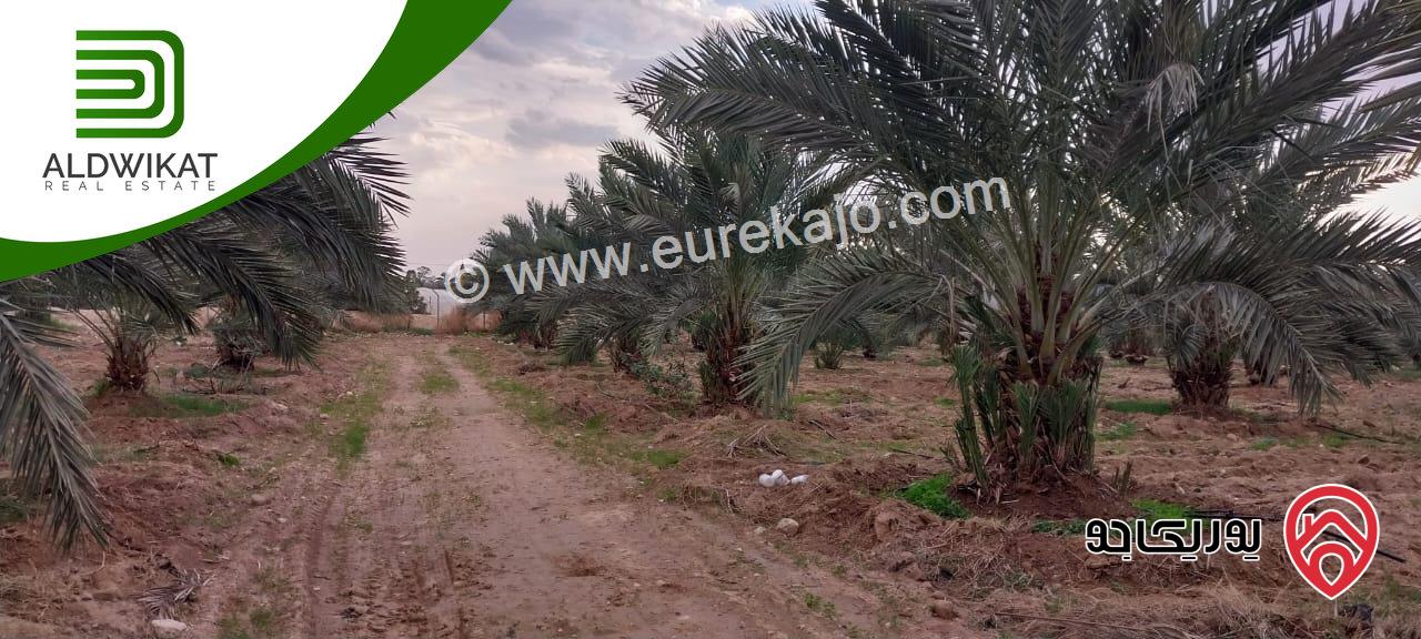 مزرعة نخيل للبيع في الغور الجنوبي / الكرامة مساحتها 56 دونم مزروعة تمر مجهول