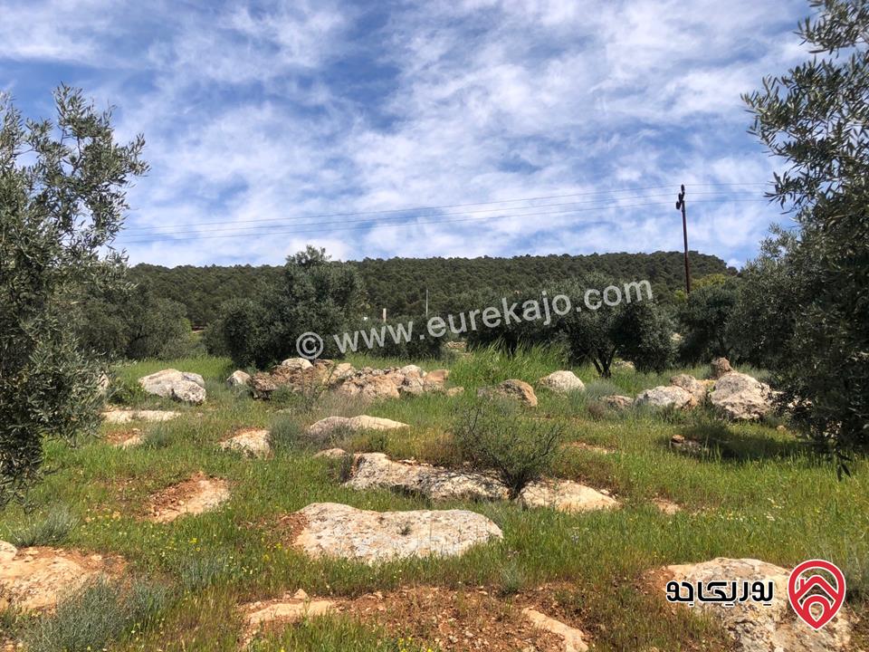 قطعة ارض مساحة 6 دونم و 500م للبيع كاملة او جزء منها في الزرقاء - الكمشة حوض البيرة 