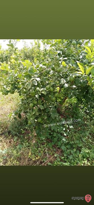 مزرعة استثمارية مساحة 60 دونم وبناء 170م للبيع في الغور 