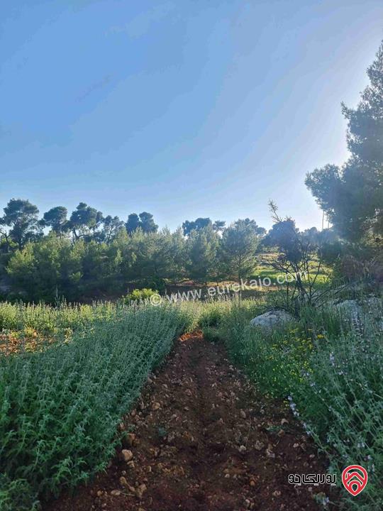 مزرعة جميلة جدا مساحة 18000م للبيع في جرش الكته حوض المحافير 