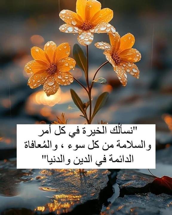 Heba Haitham