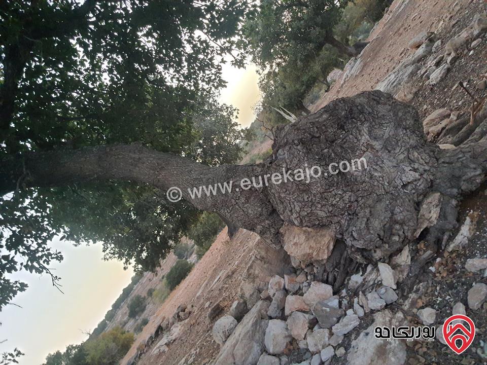 مزرعة زيتون قديم مساحة 14 دونم للبيع في اربد - سحم من أراضي بني كنانة