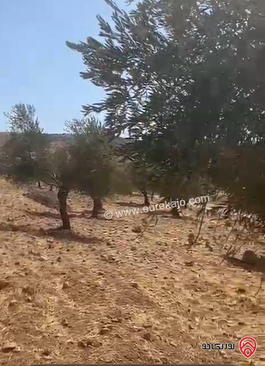 قطعة أرض مساحة 6 دونم و 721م للبيع في جرش - بليلا 