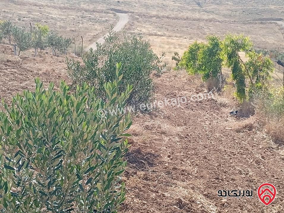 مزرعة مساحة الأرض 3 دونم و 400م بإطلالة للبيع في المفرق - بلعما