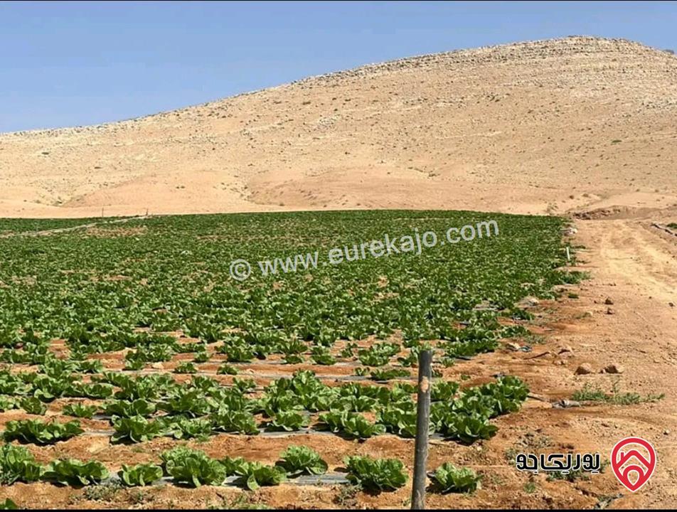 أرض مساحة 21 دونم للبيع في المفرق - ثغرة الجب