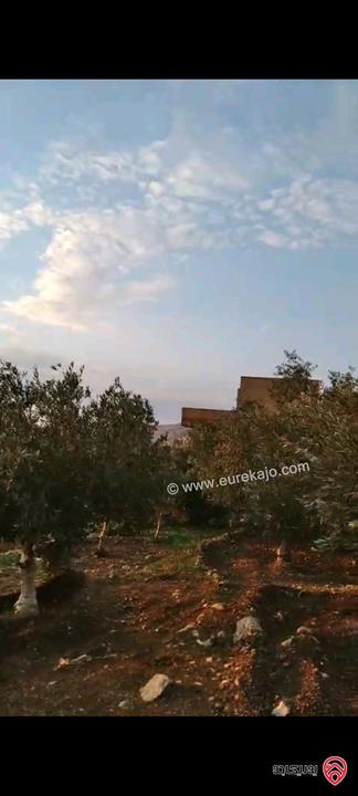 أرض مساحة 546م  للبيع في عمان - ناعور