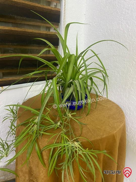 شقق مفروشة وفارغة مساحة 120م للايجار في عمان - تلاع العلي طلوع نيفين