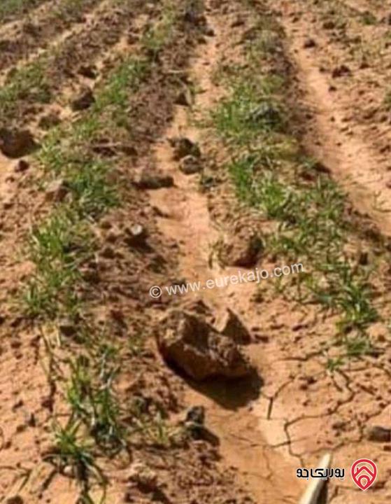 أرض مساحة 15 دونم و 529م للبيع في المفرق - أراضي البادية الشمالية منطقة قاسم