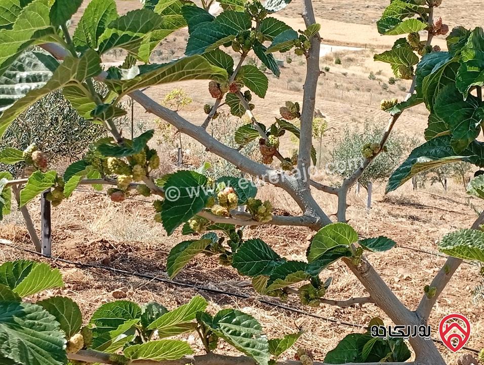 مزرعة مساحة الأرض 3 دونم و 400م بإطلالة للبيع في المفرق - بلعما