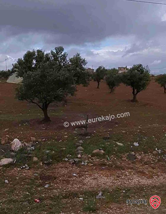 ارض زراعية مساحة 5 دونم و 597م للبيع في المفرق قضاء رحاب مزروعة بأشجار الزيتون المثمر بسعر مغري 