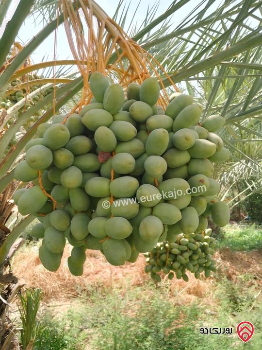 مزرعة نخيل مساحة الأرض 40 دونم وفيها بناء مساحة 210م للبيع في البلقاء - الأغوار الوسطى منطقة الكرامة