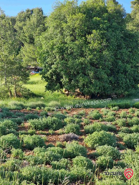 مزرعة جميلة جدا مساحة 18000م للبيع في جرش الكته حوض المحافير 