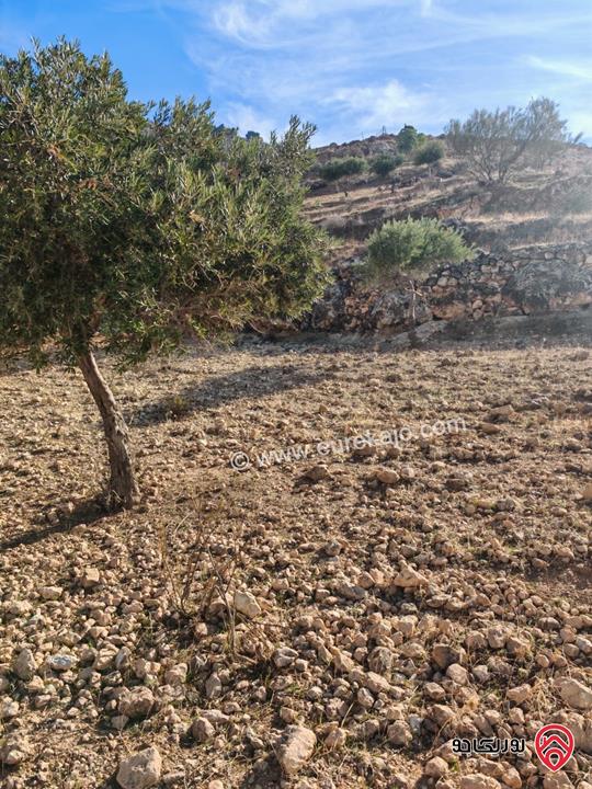 أرض مساحة 16 دونم مفروزة الى 4 قطع للبيع في السلط ومزروعة 300 شجرة زيتون