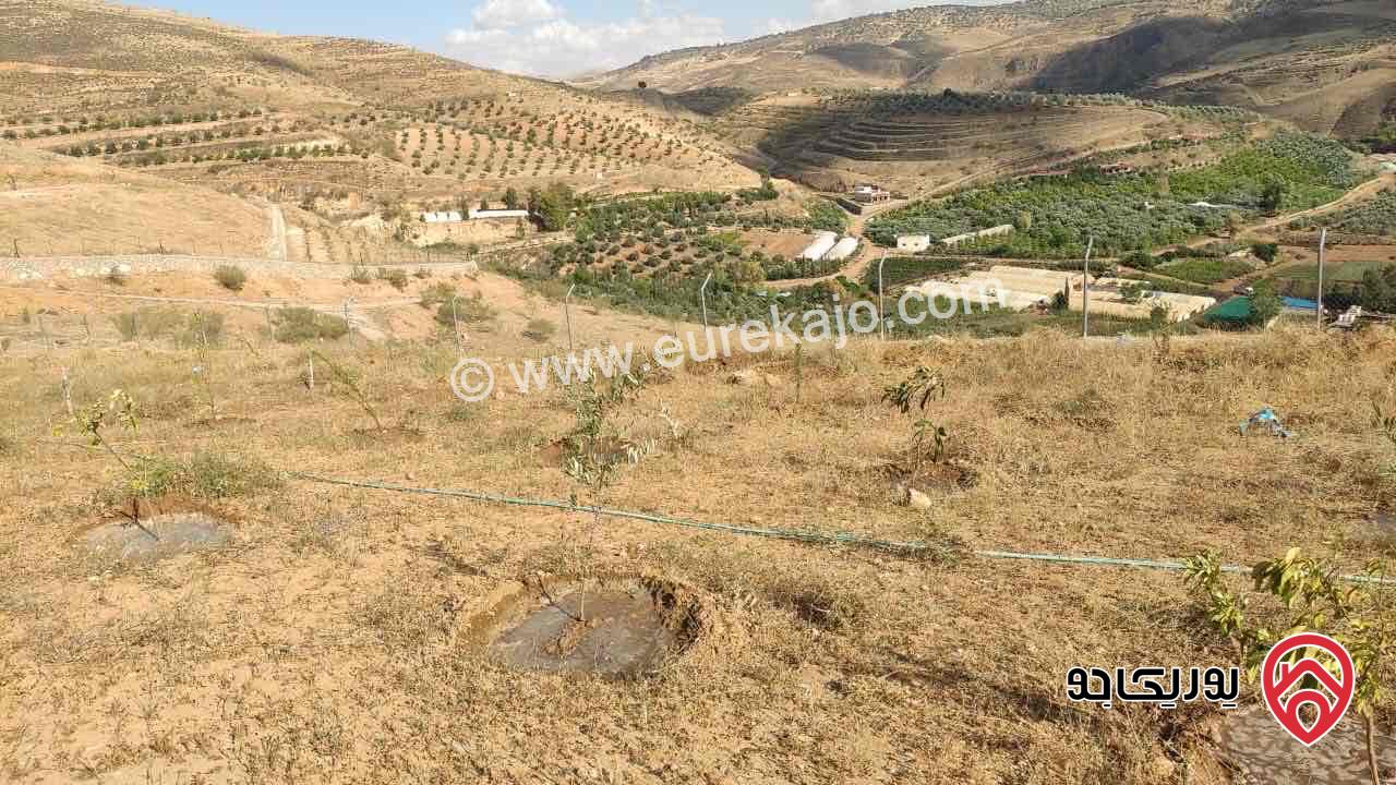 أرض مساحة 3 دونم و 796م قوشان مستقل للبيع من المالك مباشرة في جرش مطلة على سيل جرش، سنسال متر وشيك ارتفاع مترين على كامل القطعة بالاضافة الى شجر زيتون وحمضيات عدد 70