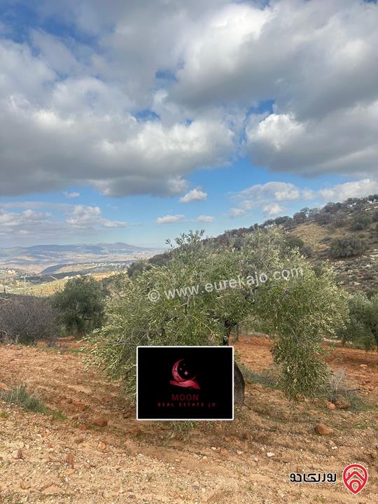 قطعة ارض مساحة 3 دونم و 400م مزروعة زيتون للبيع في السلط الديرة قرب زي 