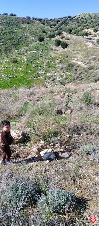 قطعة أرض مساحة 8650م للبيع في اربد - الكورة دير ابي سعيد 