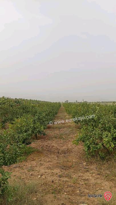 قطعة ارض مساحة 3 دونم و 400م للبيع في اربد - الأغوار الشمالية 