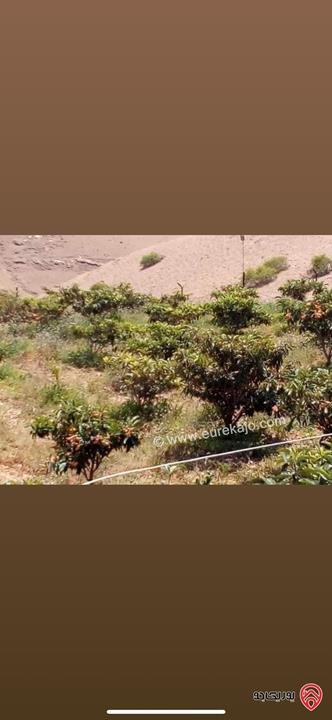 مزرعة استثمارية مساحة 60 دونم وبناء 170م للبيع في الغور 