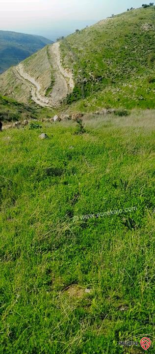 قطعة أرض مساحة 8650م للبيع في اربد - الكورة دير ابي سعيد 