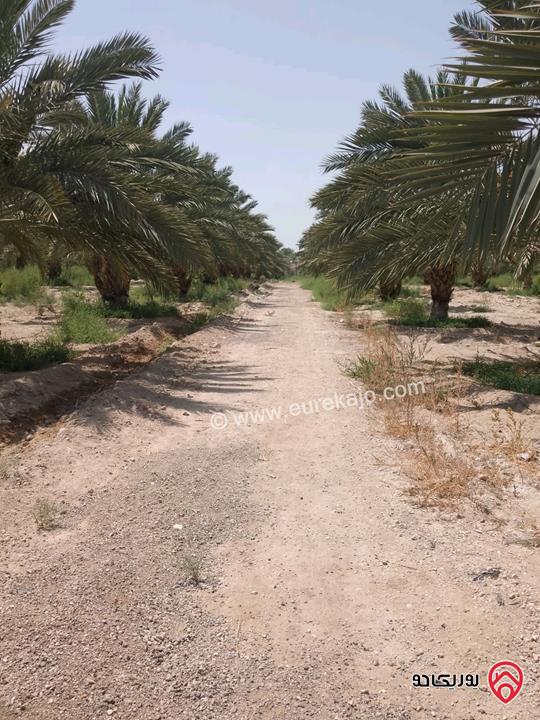 مزرعة نخيل مساحة الأرض 40 دونم وفيها بناء مساحة 210م للبيع في البلقاء - الأغوار الوسطى منطقة الكرامة