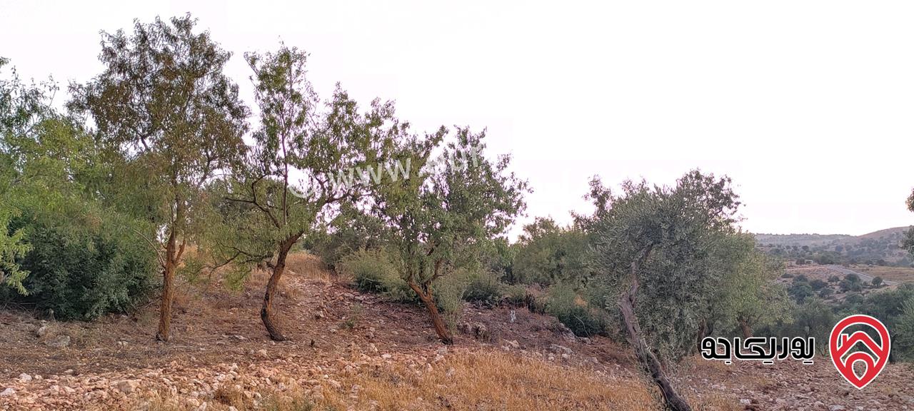 قطعة أرض مساحة 2 دونم لبيع في عجلون - صخرة 