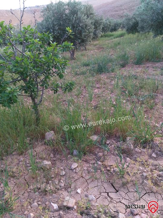 مزرعة زيتون مساحة 30 دونم للبيع في مادبا - لب