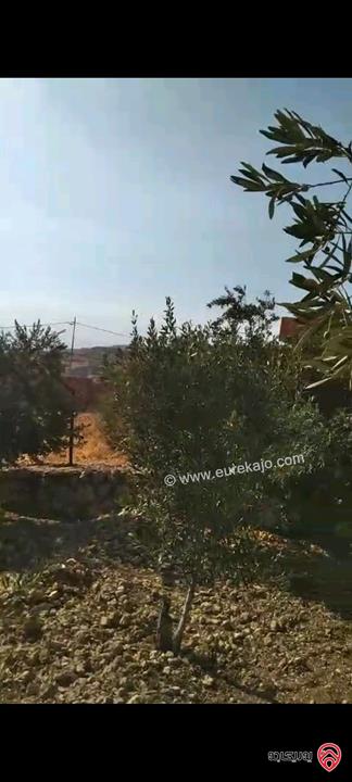 أرض مساحة 546م مزروعة بأشجار الزيتون للبيع في عمان - ناعور