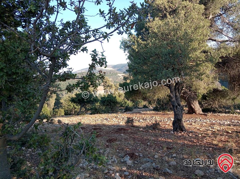 أرض مميزة مساحة 2 دونم للبيع في محافظة عجلون منطقة عنجرة / خربة الحنيش الأثرية 