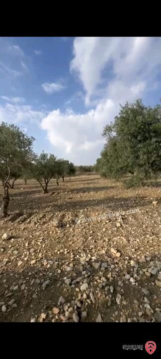 أراضي مساحة 3700م للبيع في عمان - ناعور حسبان مزروعة زيتون