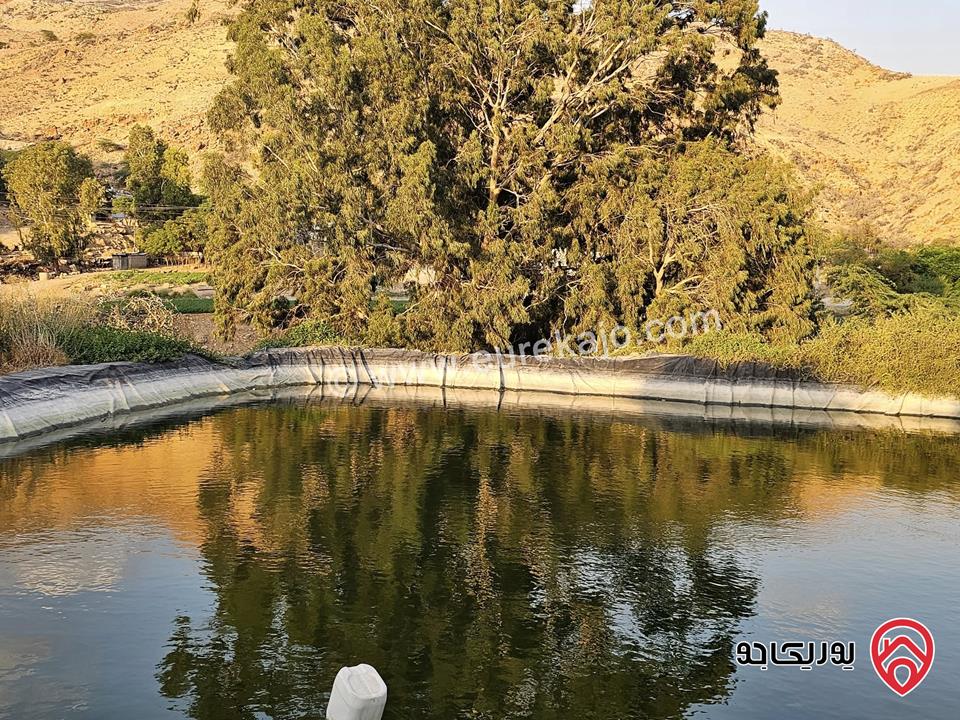 مزرعة مساحة 30 دونم للبيع في السلط – الصبيحي