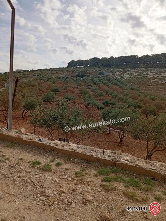 أرض مزروعة زيتون مساحة 13 دونم للبيع في مادبا - قرية الفيصلية 