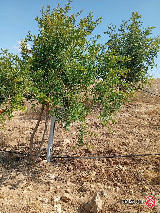 مزرعة مساحة الأرض 3 دونم و 400م بإطلالة للبيع في المفرق - بلعما