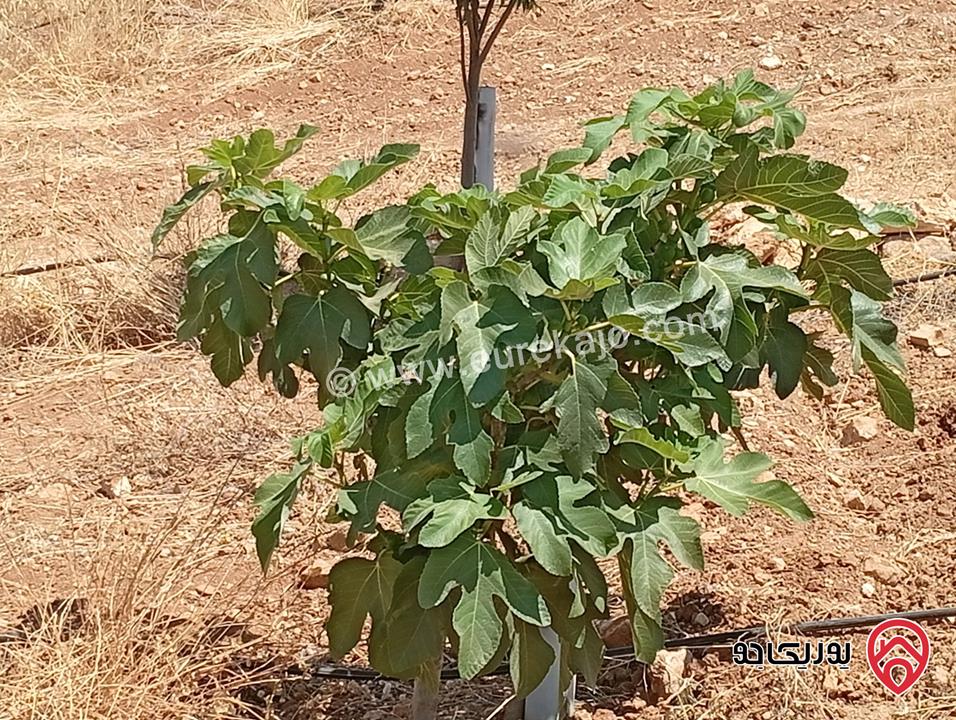 مزرعة مساحة الأرض 3 دونم و 400م بإطلالة للبيع في المفرق - بلعما