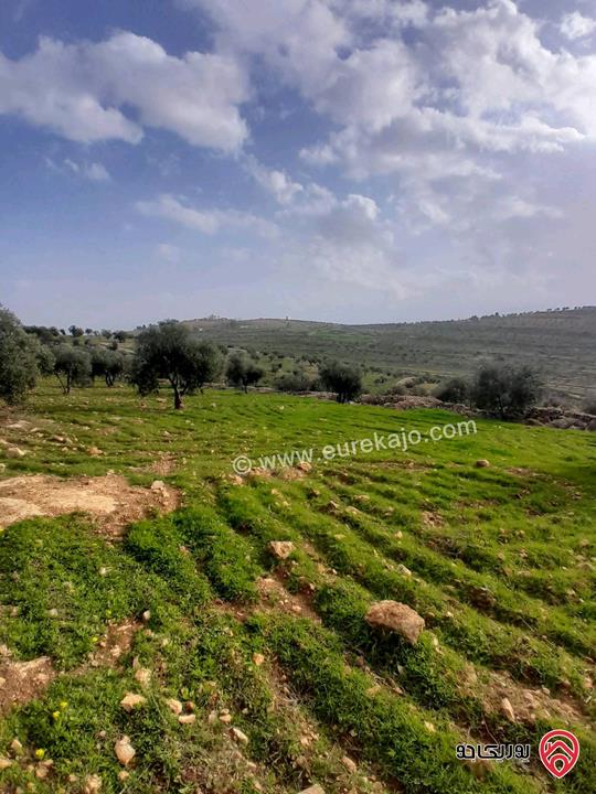 مزرعة زيتون مساحة 20 دونم للبيع في المفرق شرق جرش منطقة دحل