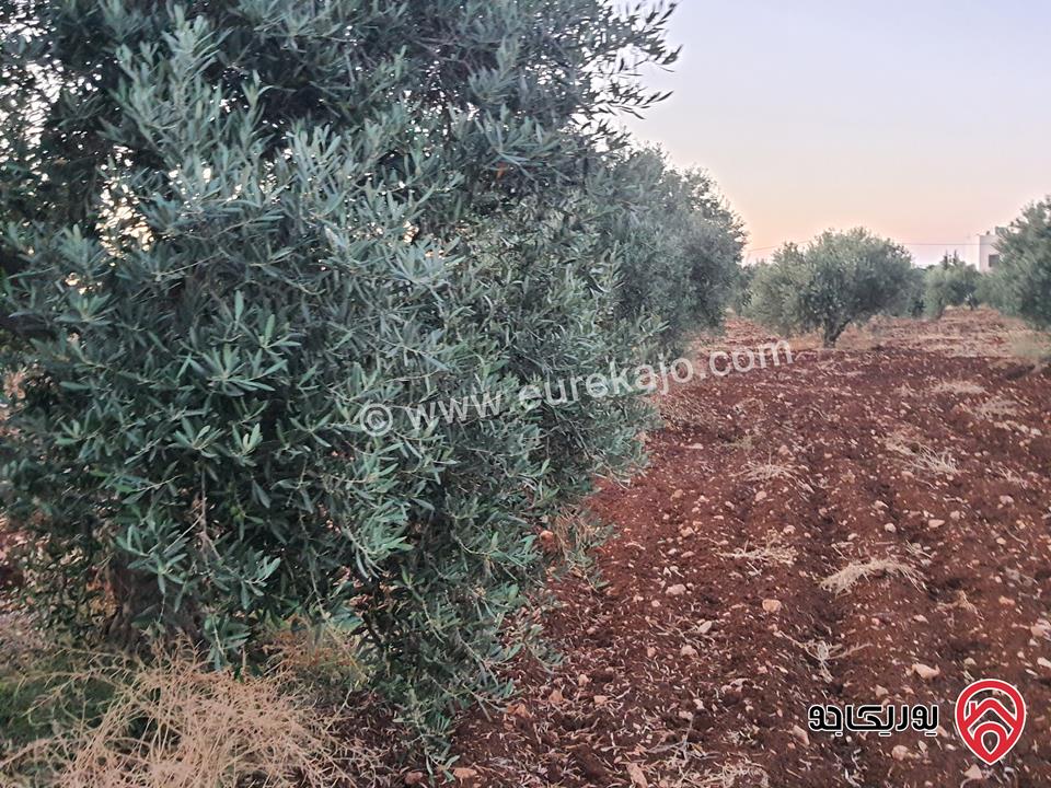 مزرعة زيتون بلدي مساحة 21 دونم و 367م للبيع في اربد - منطقة سحم